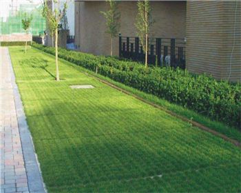 成都植草世俱杯网页版